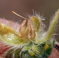 صورة <i>Cryptantha confertiflora</i>