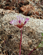 Image of darkred onion