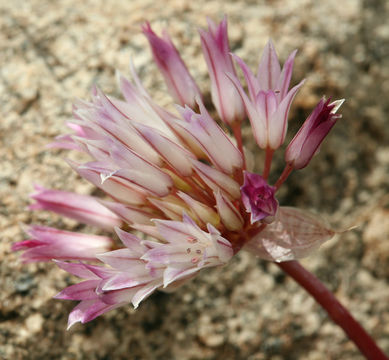 Image of darkred onion