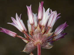 Image of darkred onion