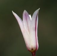 Image of darkred onion