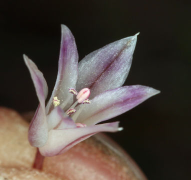 Image of darkred onion