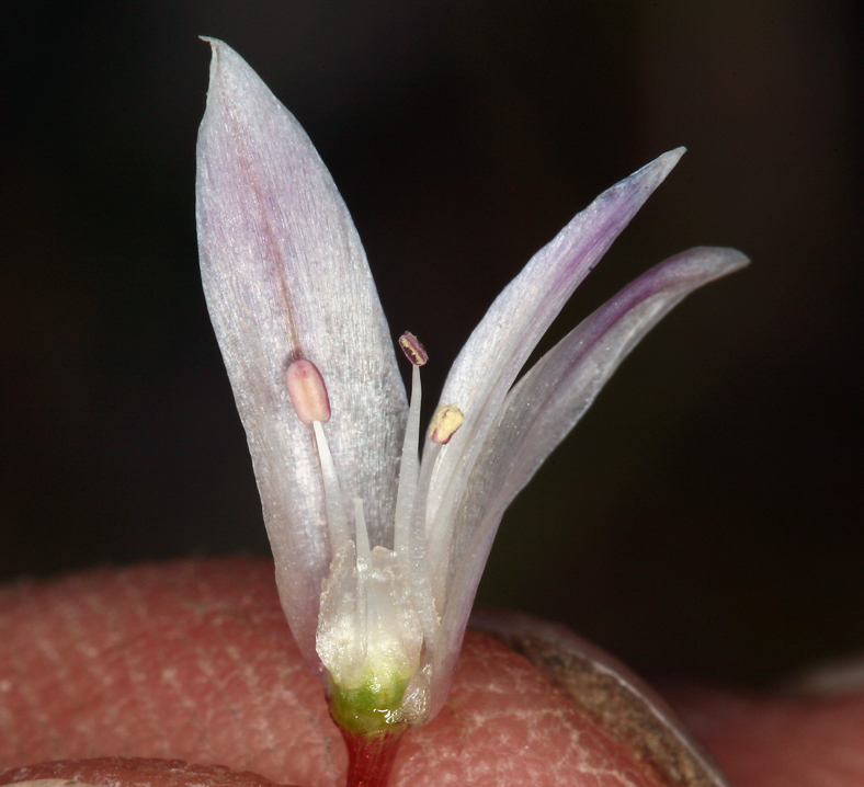 Image of darkred onion