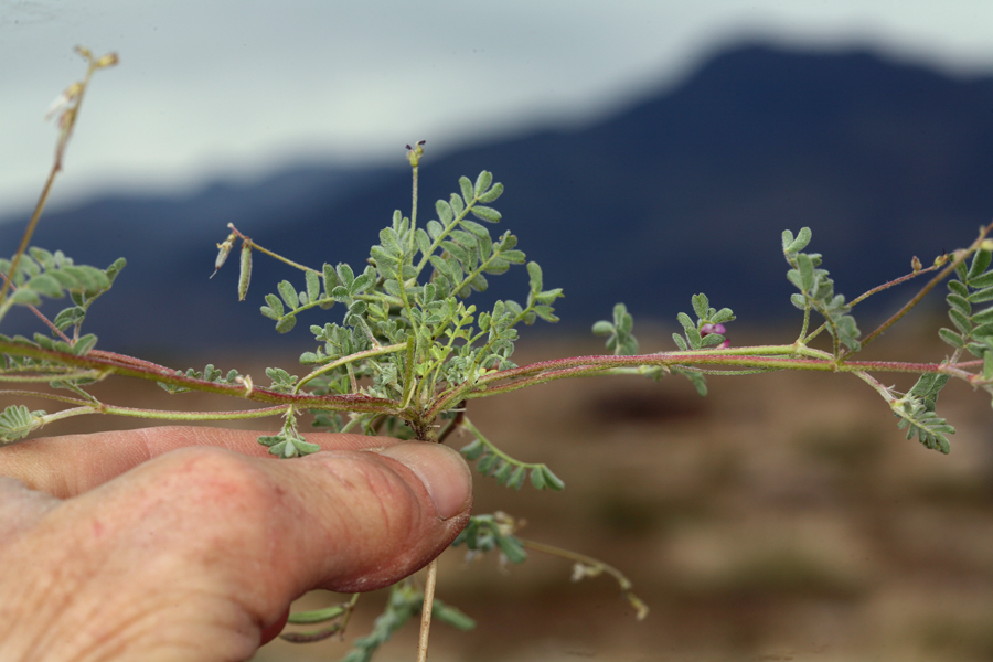 Image of sharpkeel milkvetch