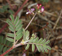 Image of sharpkeel milkvetch