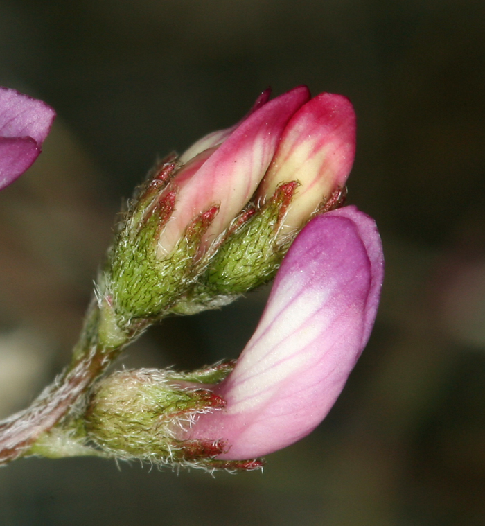 Image of sharpkeel milkvetch