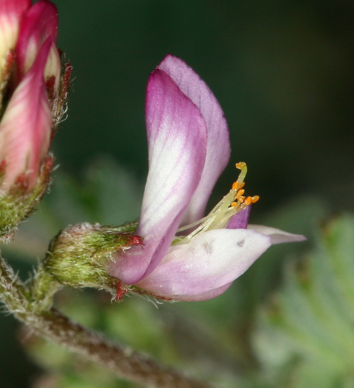 Image of sharpkeel milkvetch