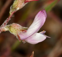 Image of sharpkeel milkvetch