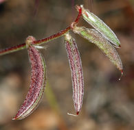 Image of sharpkeel milkvetch