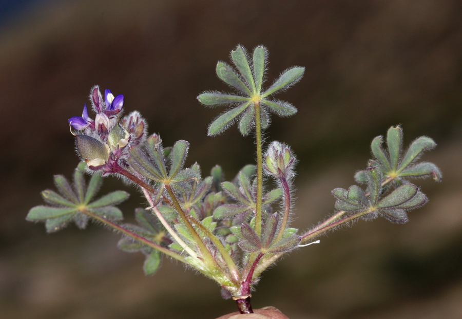 Imagem de Lupinus brevicaulis S. Watson