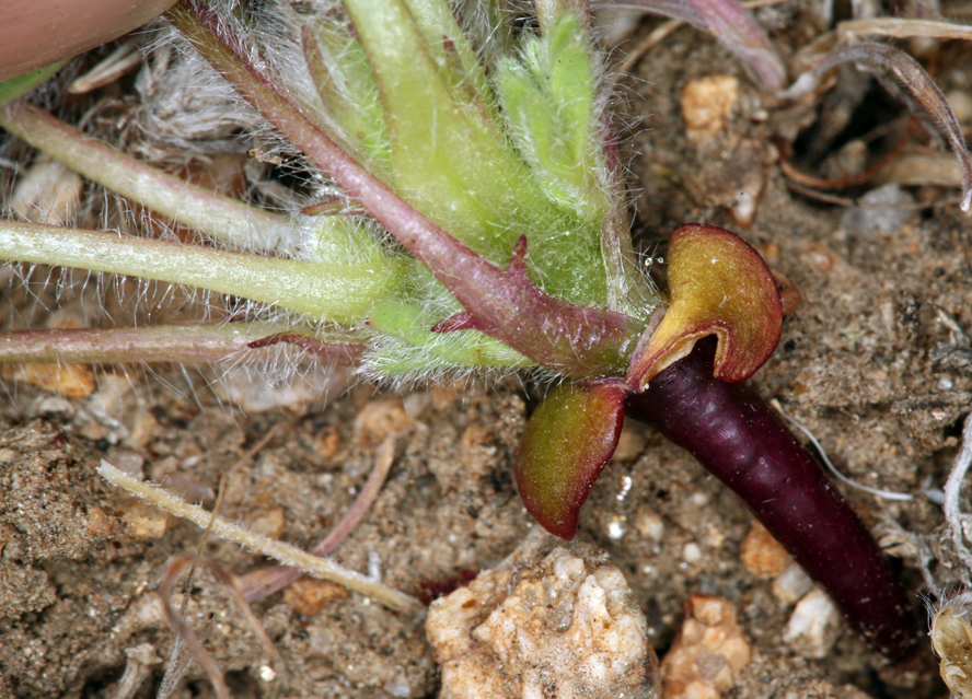 Image of shortstem lupine