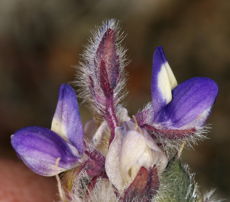 Imagem de Lupinus brevicaulis S. Watson