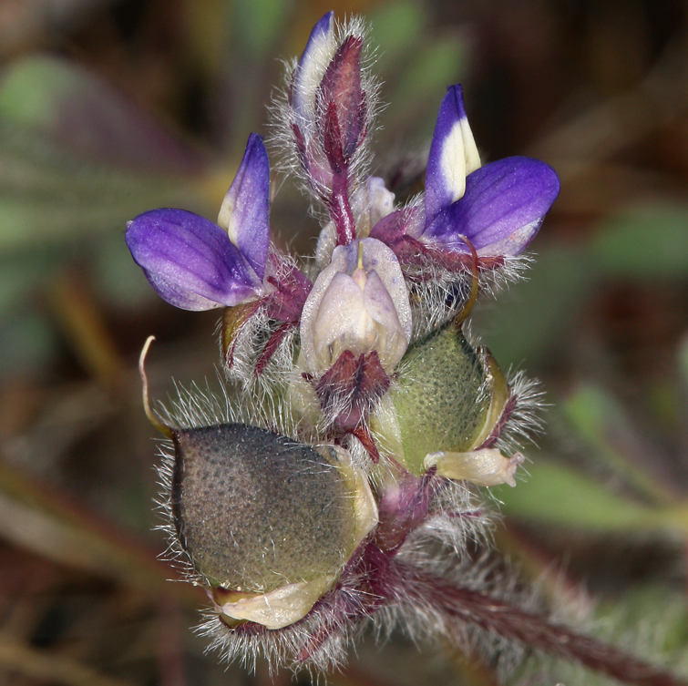 Imagem de Lupinus brevicaulis S. Watson