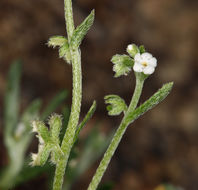 صورة Pectocarya penicillata (Hook. & Arn.) A. DC.