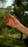 Image of knotted hedgeparsley