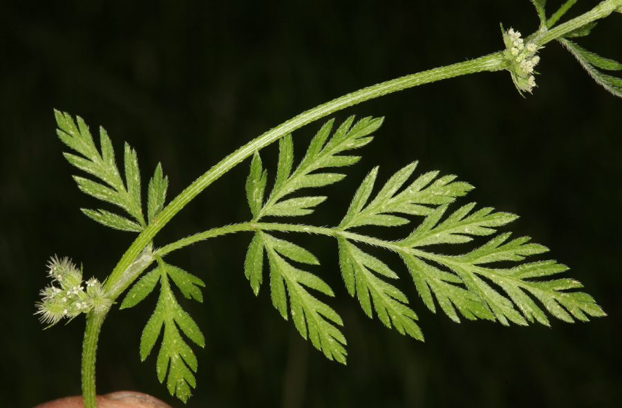 Image of knotted hedgeparsley