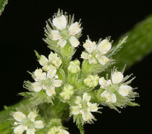 Image of knotted hedgeparsley