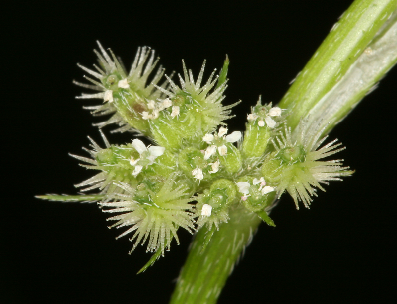 Image of knotted hedgeparsley