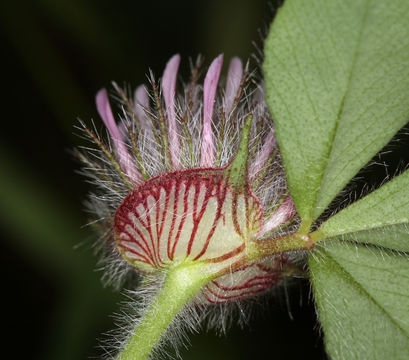 Image of rose clover