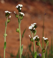 Plancia ëd Plagiobothrys nothofulvus (A. Gray) A. Gray