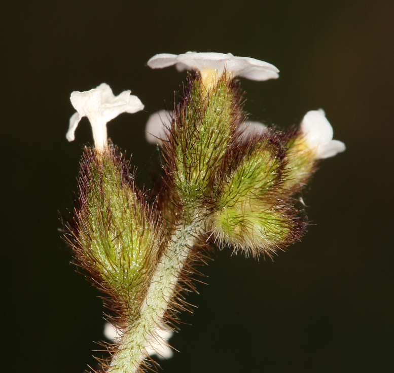 Plancia ëd Plagiobothrys nothofulvus (A. Gray) A. Gray