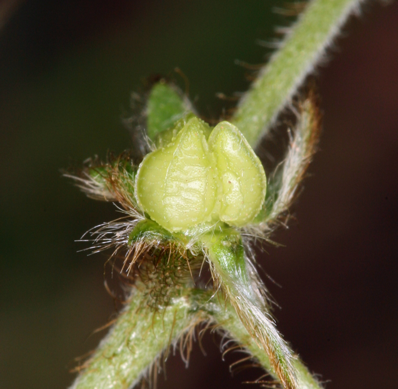 Plancia ëd Plagiobothrys nothofulvus (A. Gray) A. Gray