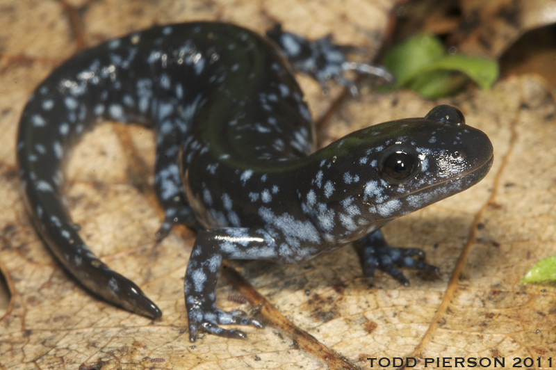 Слика од Ambystoma laterale Hallowell 1856