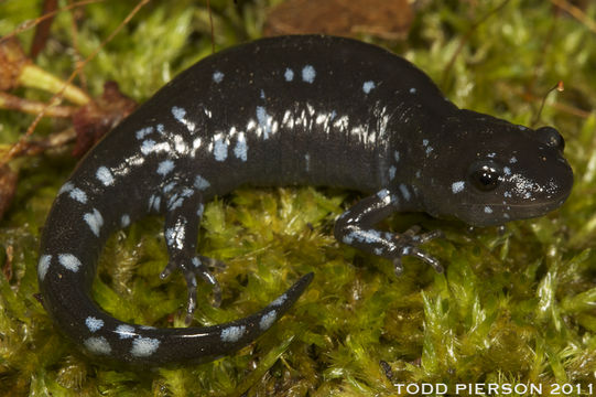 Imagem de Ambystoma laterale Hallowell 1856