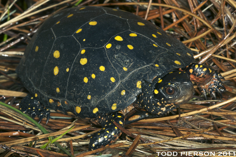 Image of Spotted Turtle