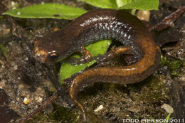 Image of Four-toed Salamander