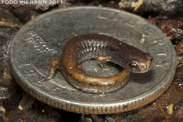 Image of Four-toed Salamander