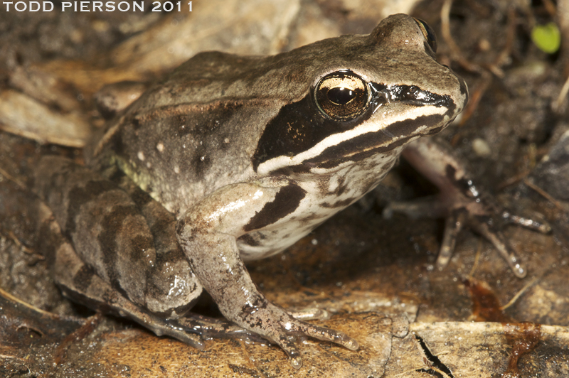 Image of Wood Frog