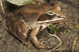 Image of Wood Frog