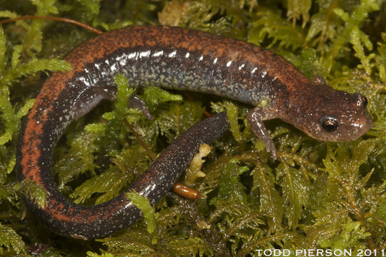 Sivun Plethodon cinereus (Green 1818) kuva