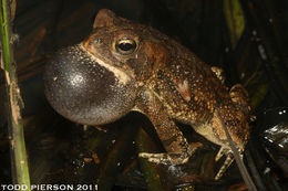 Image of Fowler's Toad