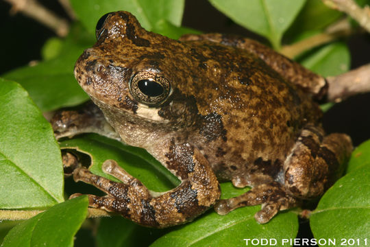 Image of <i>Hyla avivoca</i>