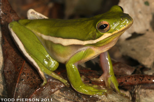 Image of American Green Treefrog