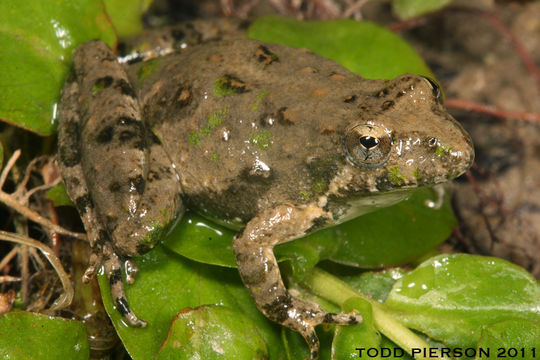 Image of Blanchard's cricket frog