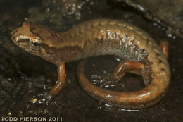 Image of Pygmy Salamander