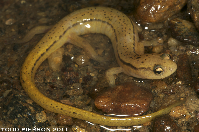 Image of Blue Ridge Two-Lined Salamander