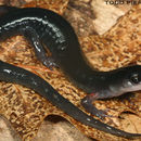 Image of Red-legged Salamander