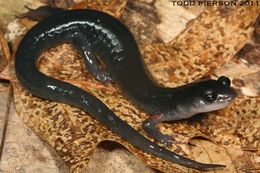 Plethodon shermani Stejneger 1906的圖片