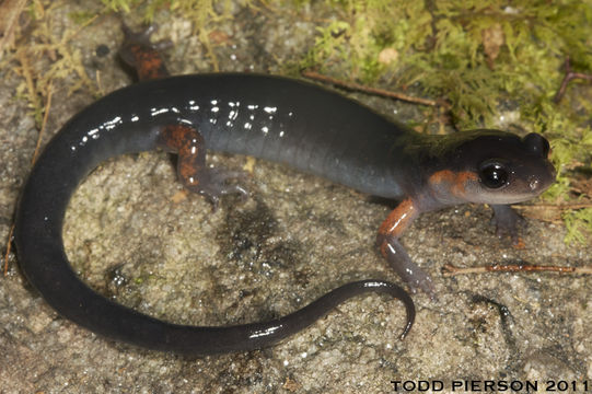 Sivun Plethodon shermani Stejneger 1906 kuva