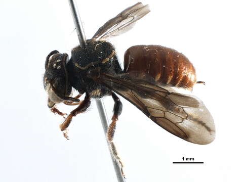 Image of Hypanthidium Cockerell 1904