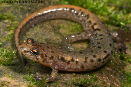 Image of Allegheny Mountain Dusky Salamander