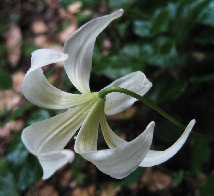 Image of California fawnlily