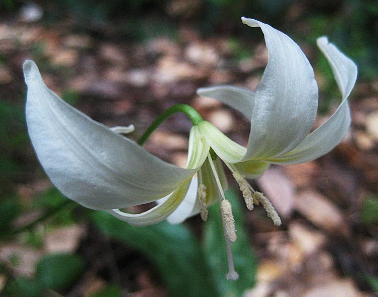 Image of California fawnlily