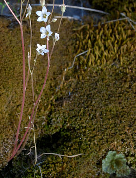 Image of foothill jepsonia