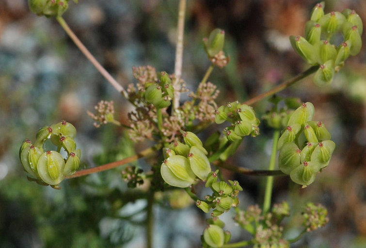 Image of common lomatium