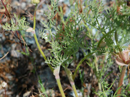 Image of common lomatium